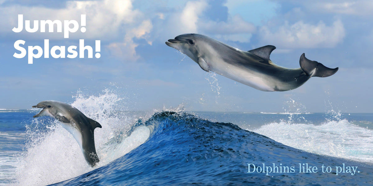 Dolphins Play