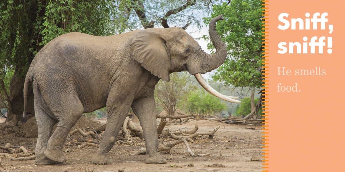 Elephants Spray