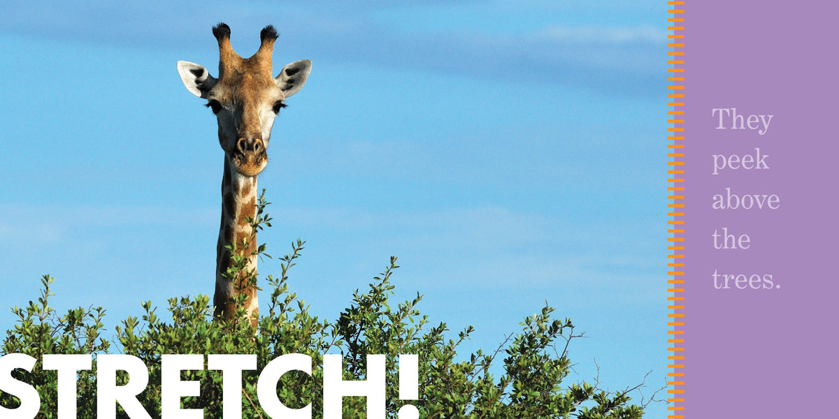 Giraffes Stretch