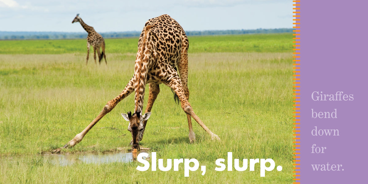 Giraffes Stretch