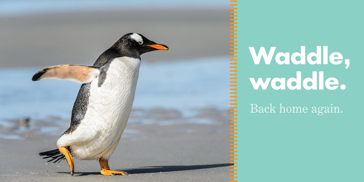 Penguins Waddle