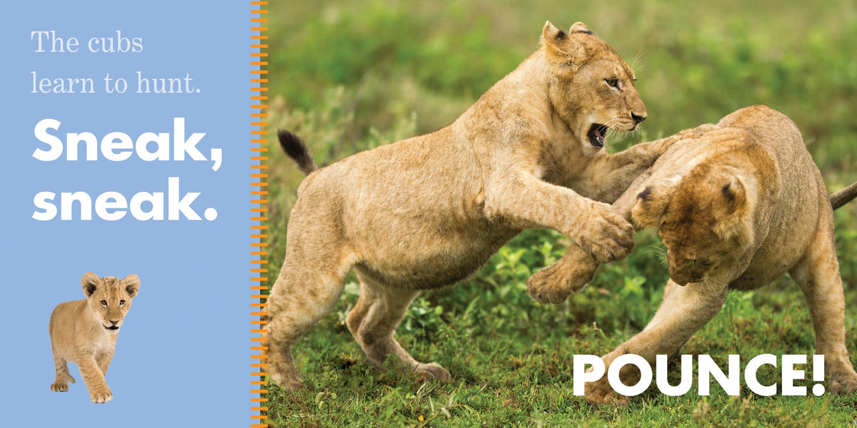 Lions Roar