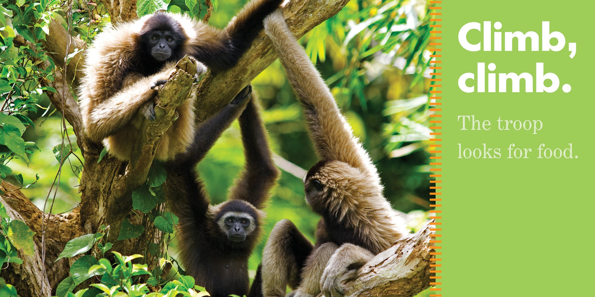 Monkeys Swing