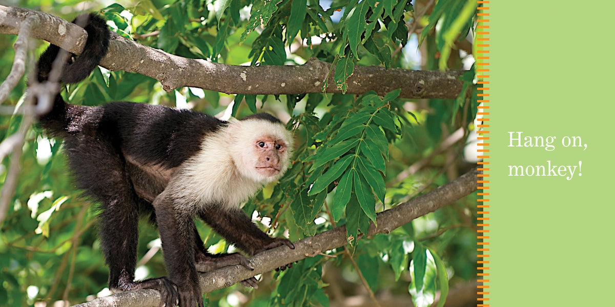Monkeys Swing